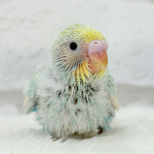 甘々クリームソーダちゃん🍹🫧セキセイインコ(パステルカラーレインボー) ヒナ