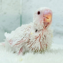 透明感爆発~♩♩純白ホワイト🐣🤍セキセイインコ(アルビノ) ヒナ