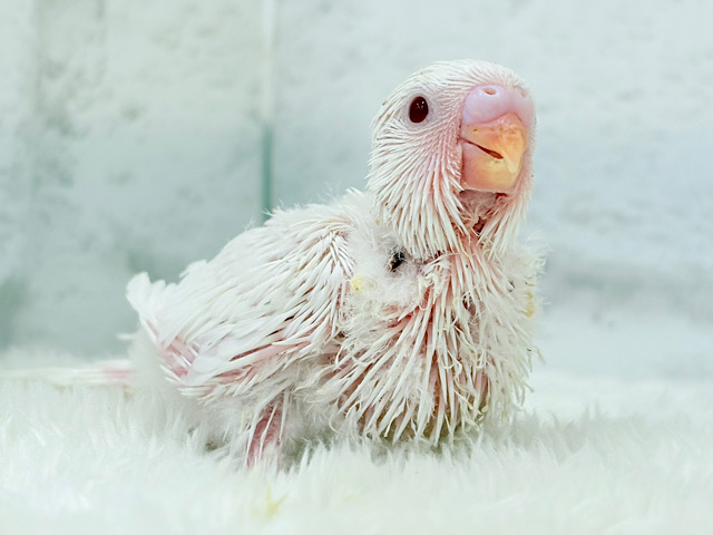 透明感爆発~♩♩純白ホワイト🐣🤍セキセイインコ(アルビノ) ヒナ