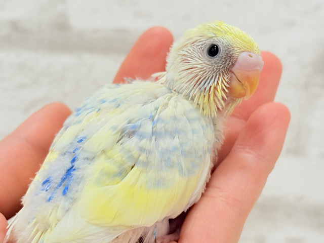 爽やかな色合い🌼お花みたいなカラーの子🐣💛セキセイインコ(パステルレインボーパイド) ヒナ