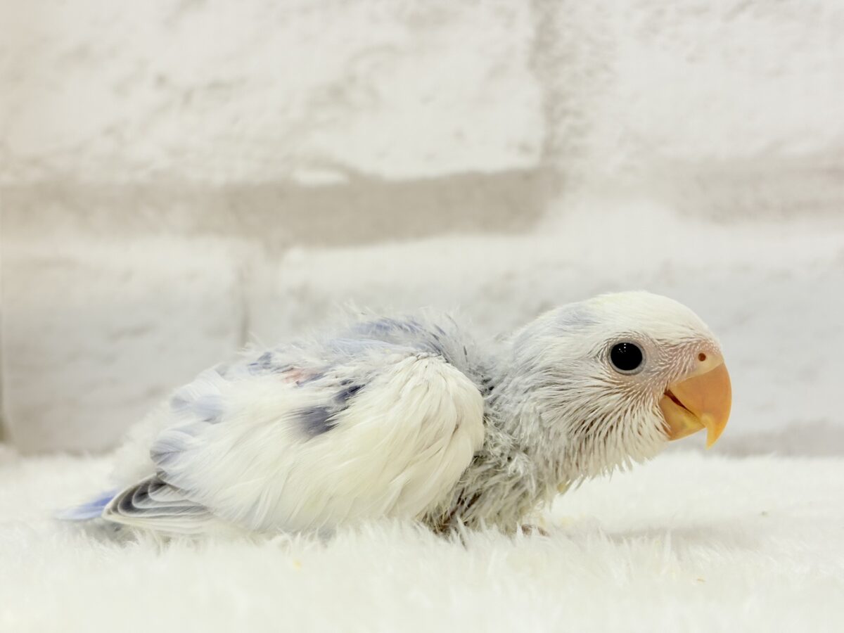コザクラインコ（小桜インコ）