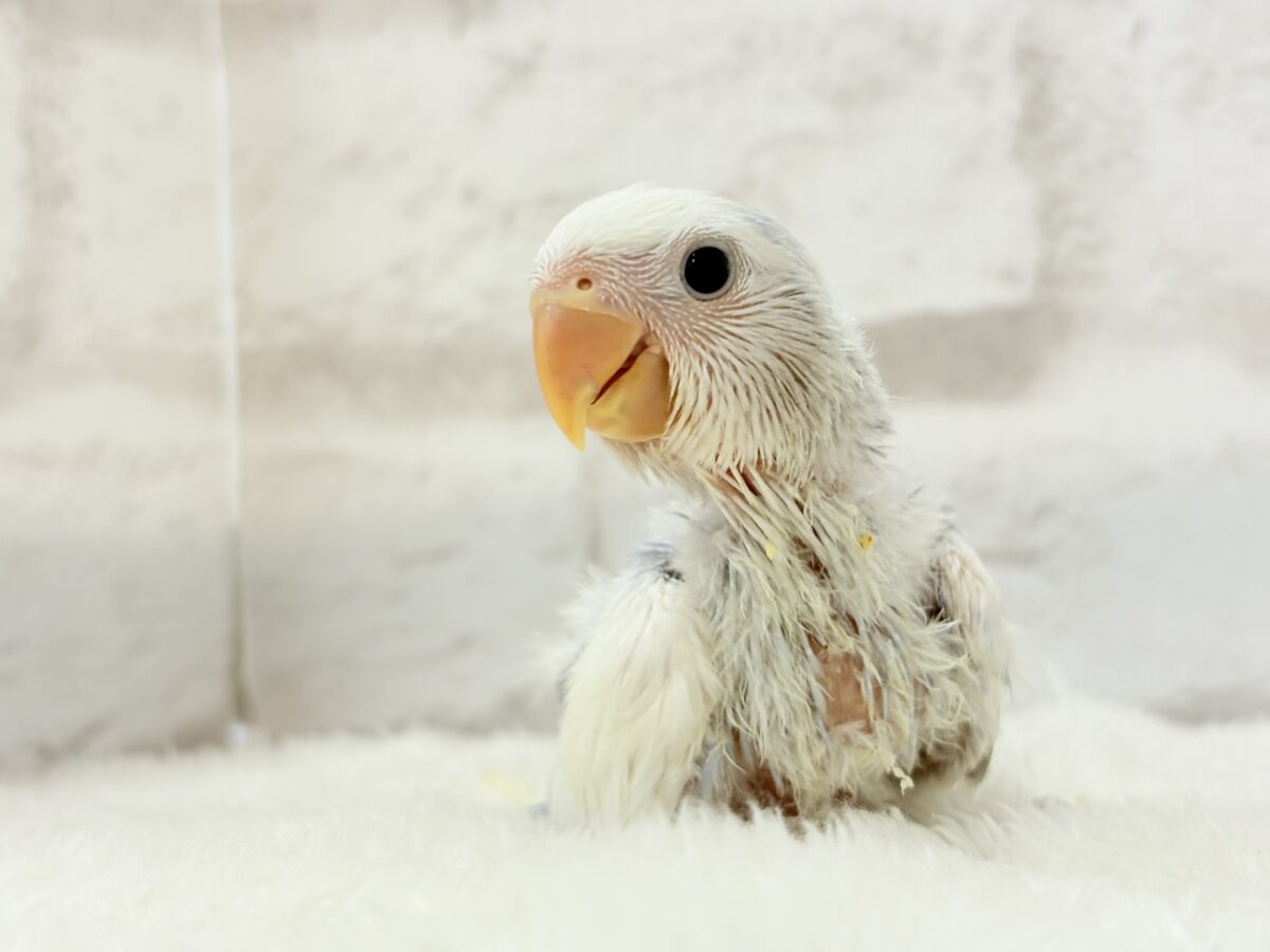 コザクラインコ（小桜インコ）