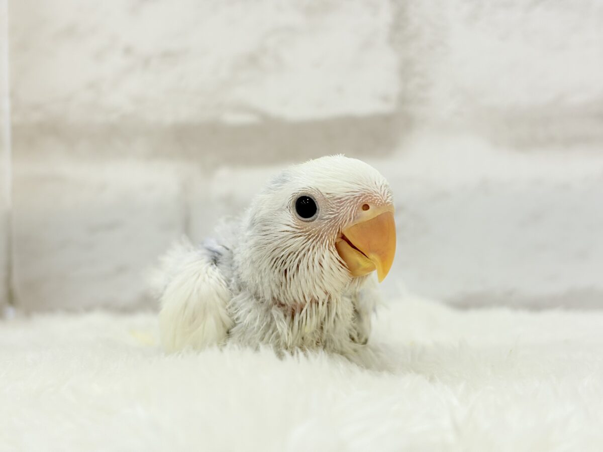 コザクラインコ（小桜インコ）
