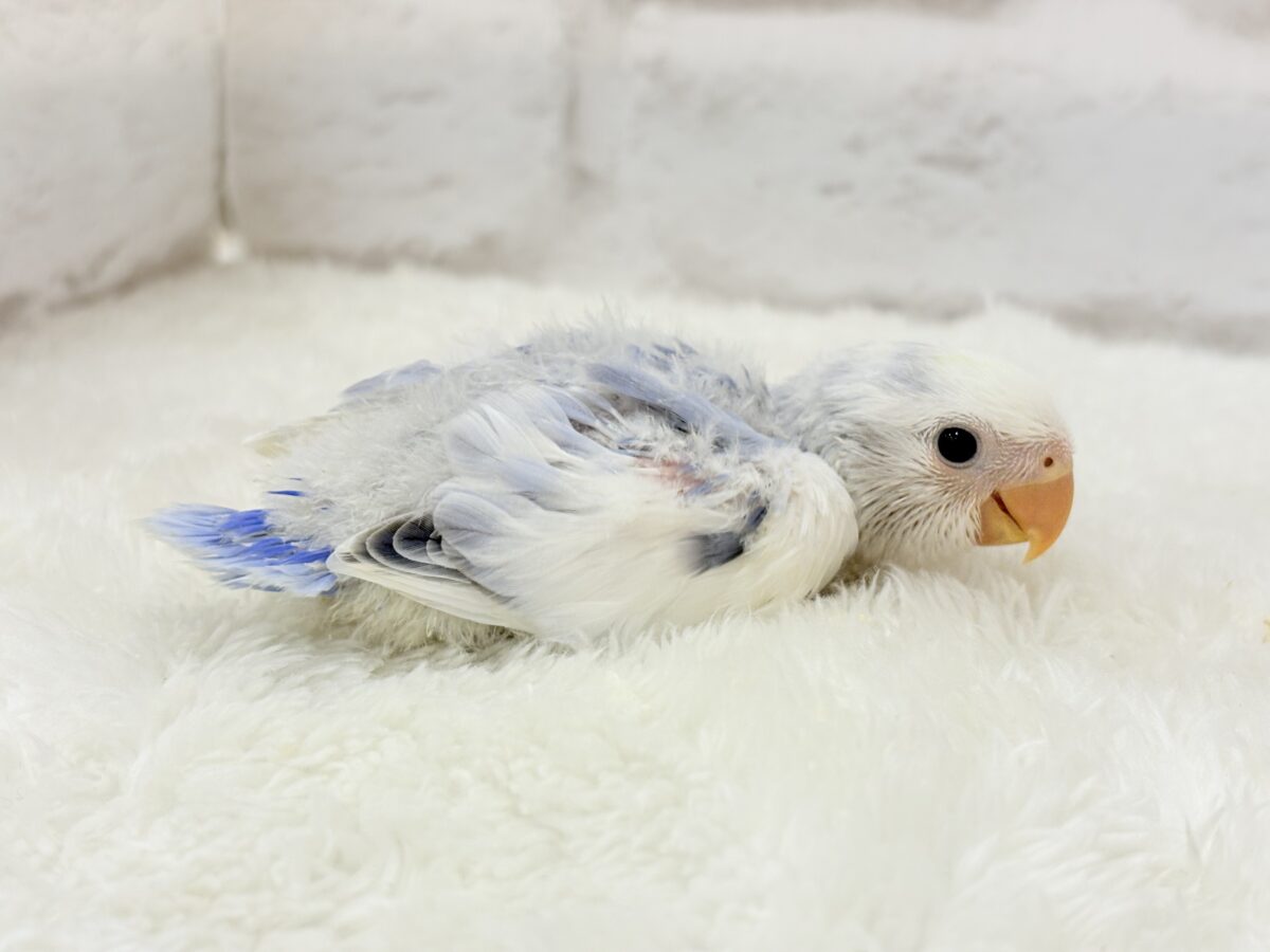 コザクラインコ（小桜インコ）