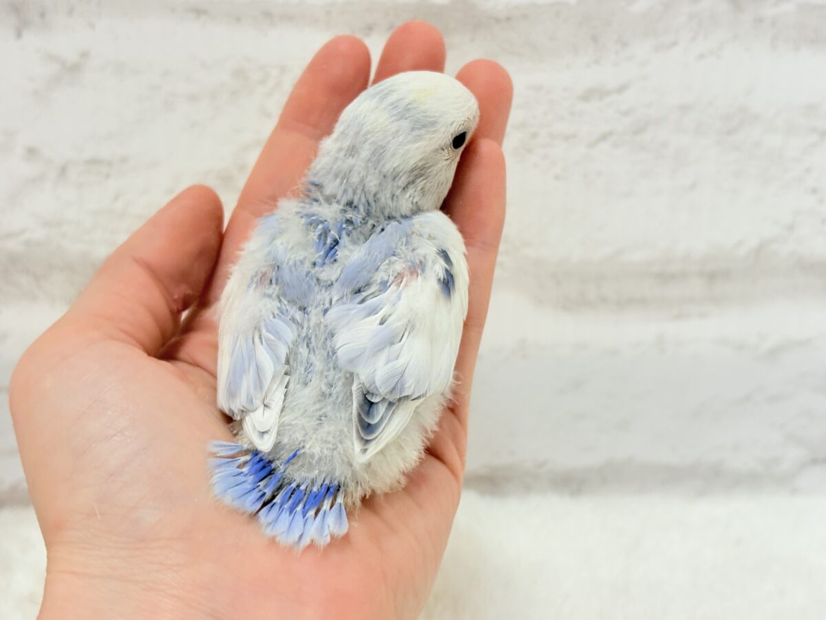コザクラインコ（小桜インコ）