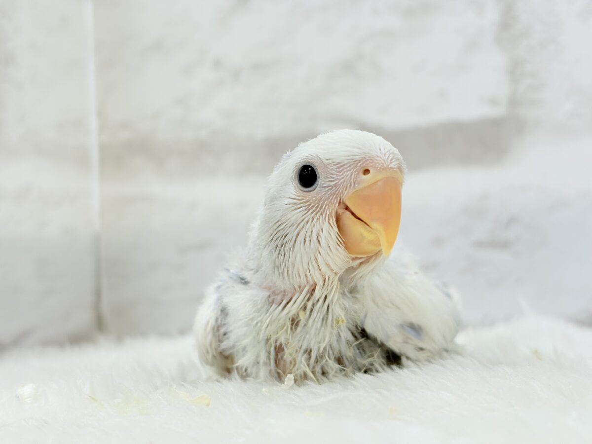 コザクラインコ（小桜インコ）