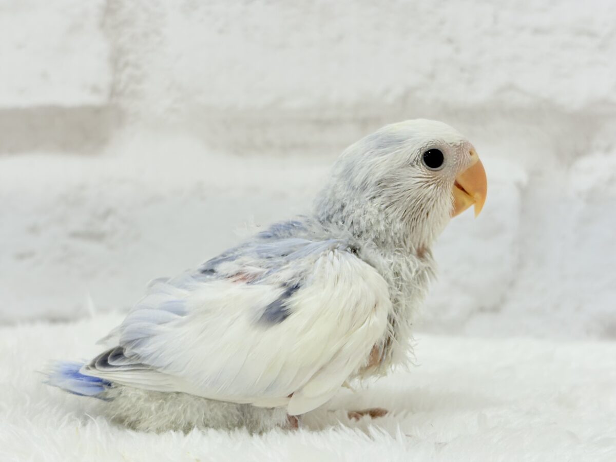 コザクラインコ（小桜インコ）