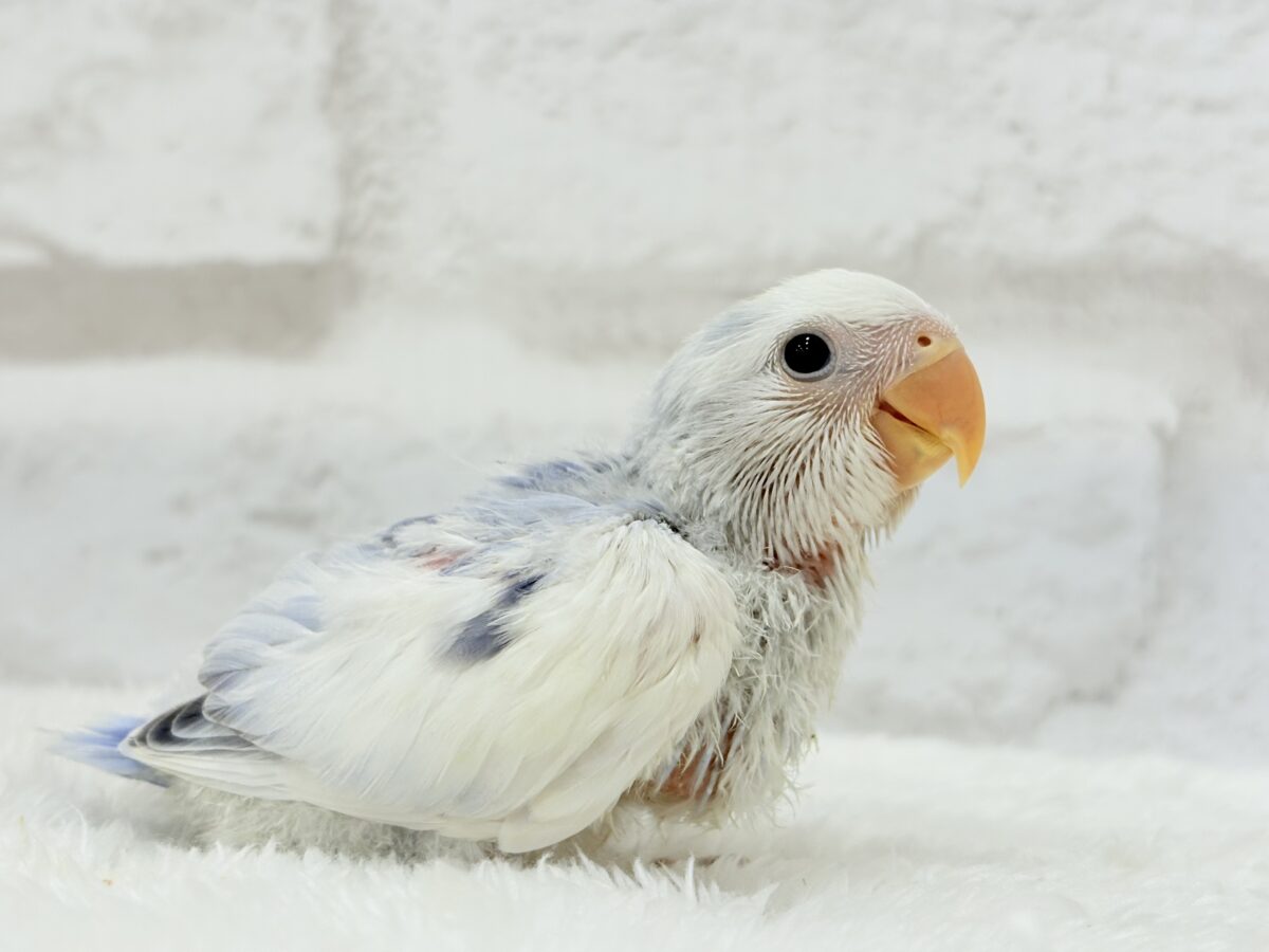コザクラインコ（小桜インコ）