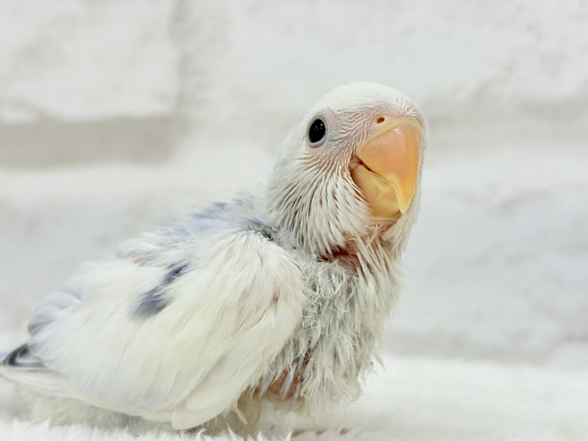 コザクラインコ（小桜インコ）