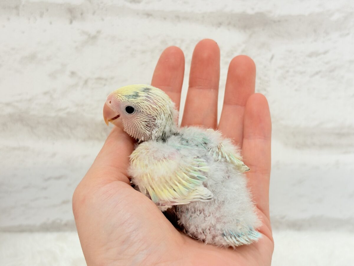 コザクラインコ（小桜インコ）