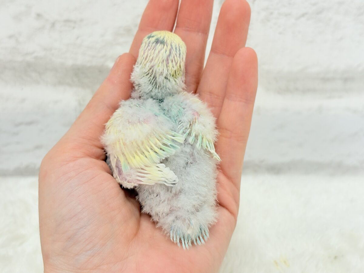 コザクラインコ（小桜インコ）