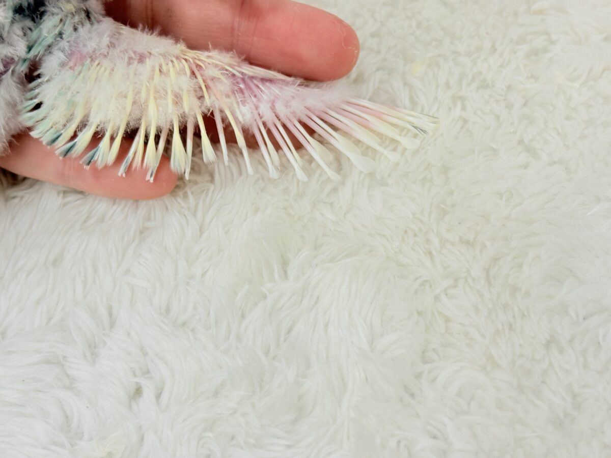コザクラインコ（小桜インコ）