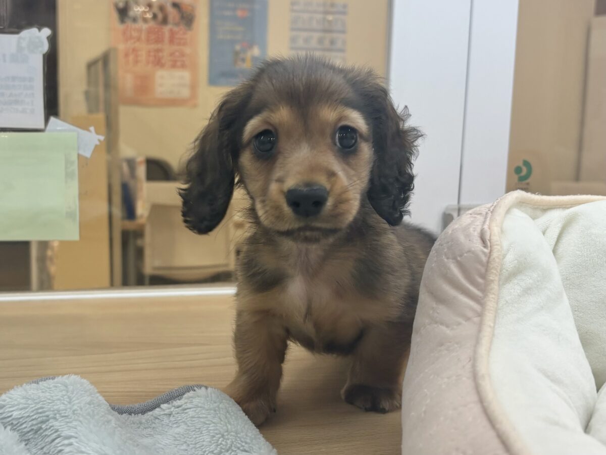 カニンヘンダックス