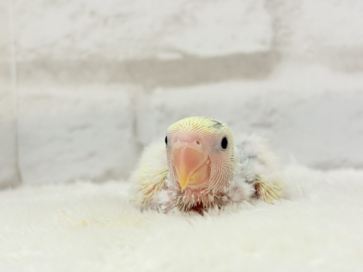 コザクラインコ（小桜インコ）
