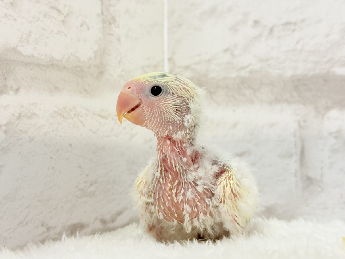 コザクラインコ（小桜インコ）