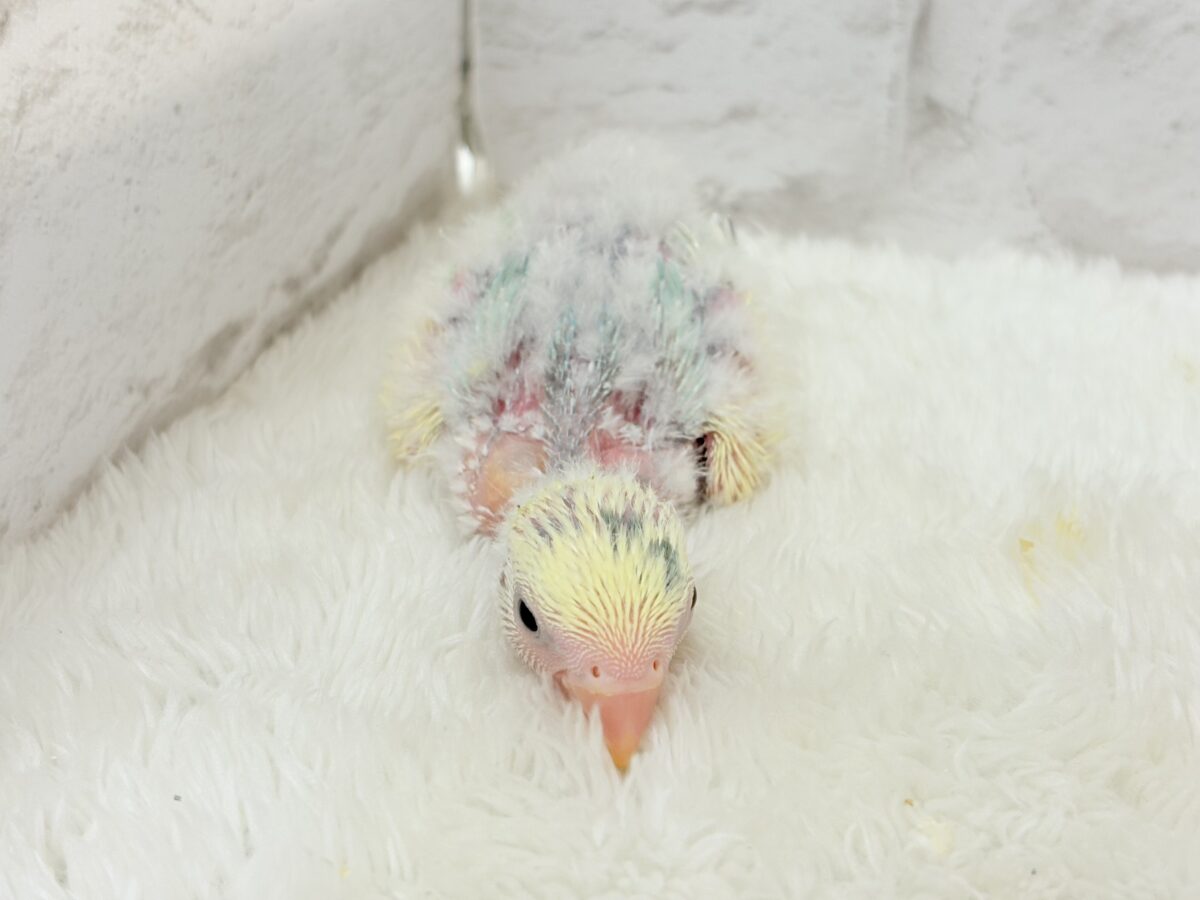 コザクラインコ（小桜インコ）