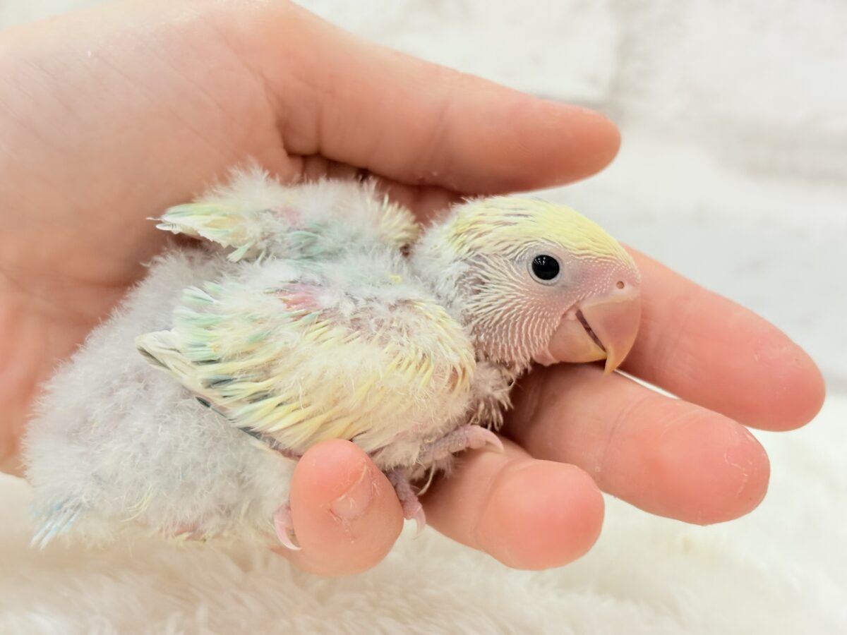 コザクラインコ（小桜インコ）