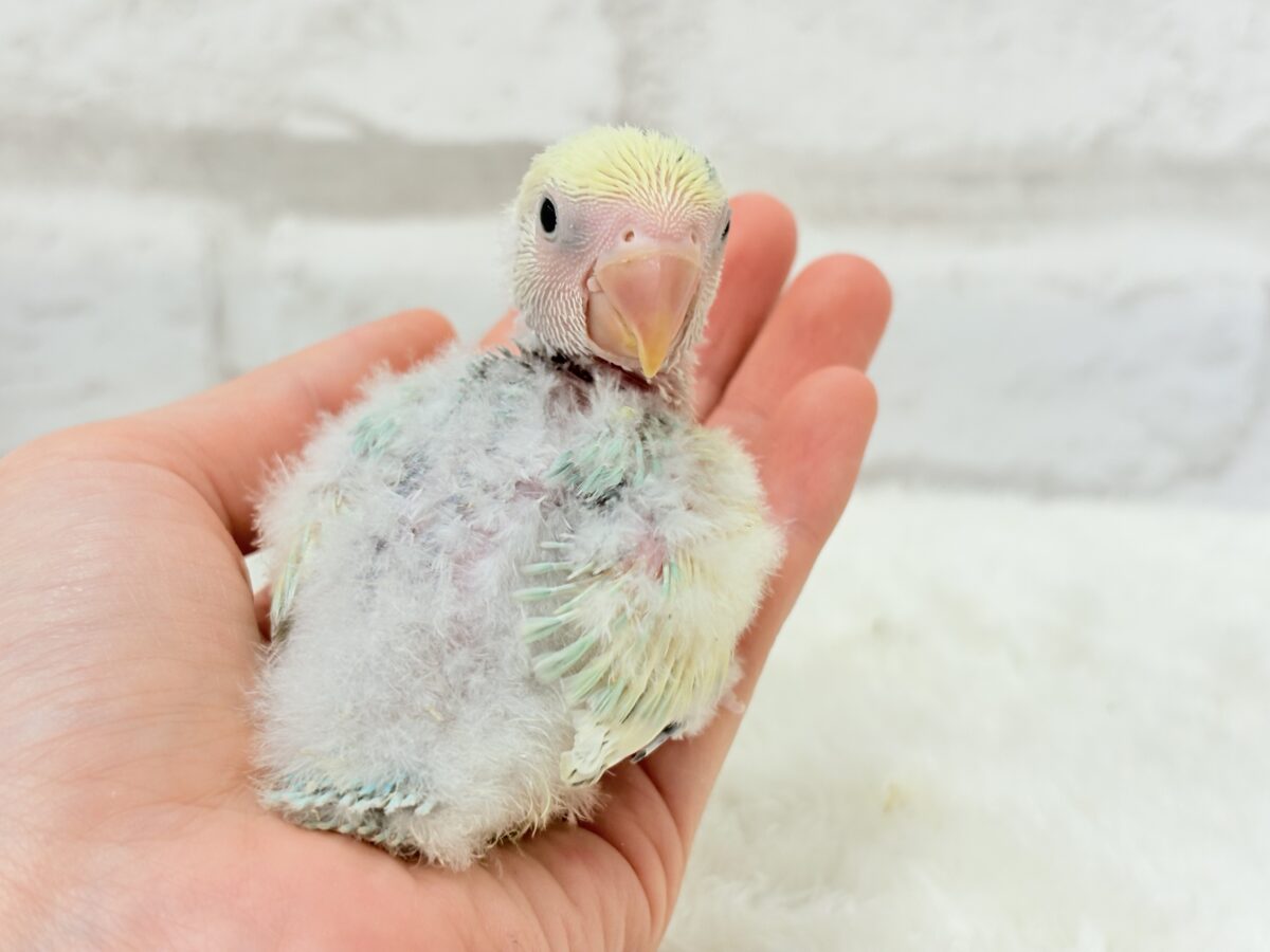 コザクラインコ（小桜インコ）