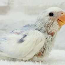 わた毛おぱんつ天使降臨🐣💜コザクラインコ(バイオレットオパーリンパイド) ヒナ