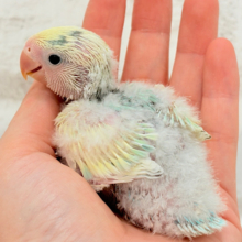 頭に入った模様がトレードマーク🐣⚡️🍏コザクラインコ(ブルーチェリーオパーリンパイド) ヒナ