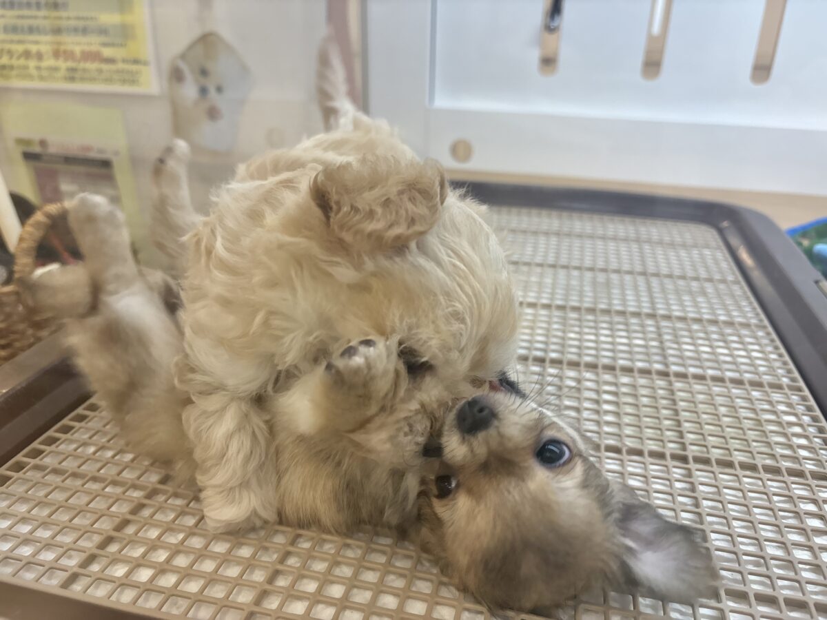 マルプー