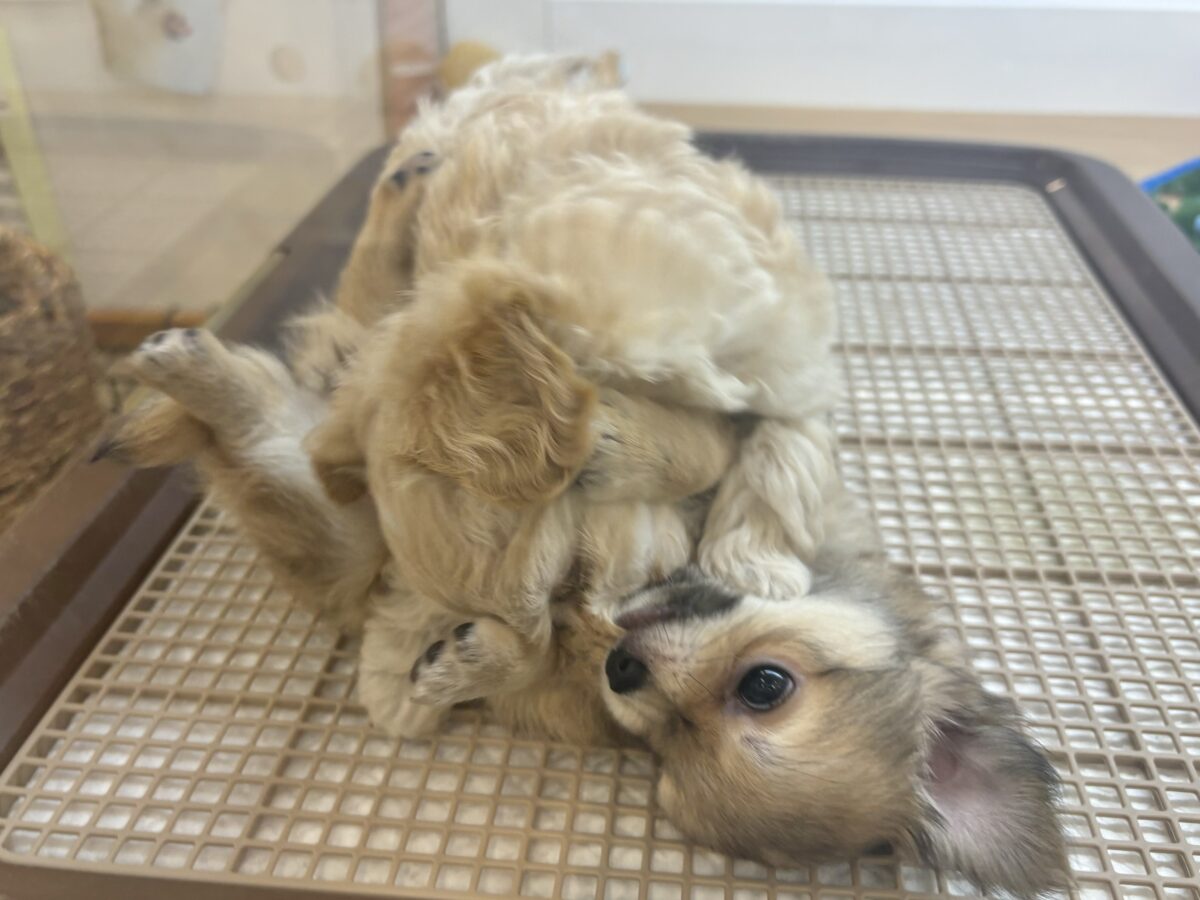 マルプー