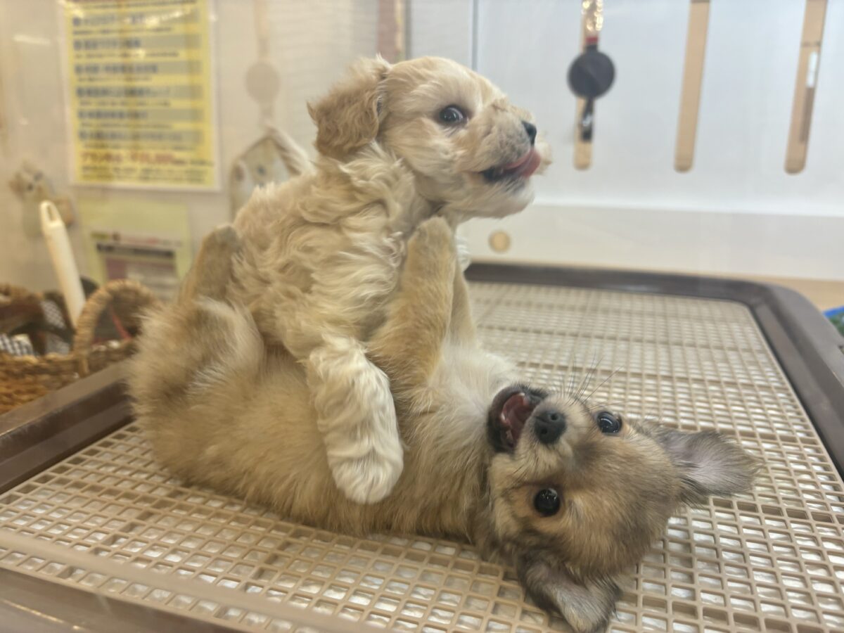 マルプー