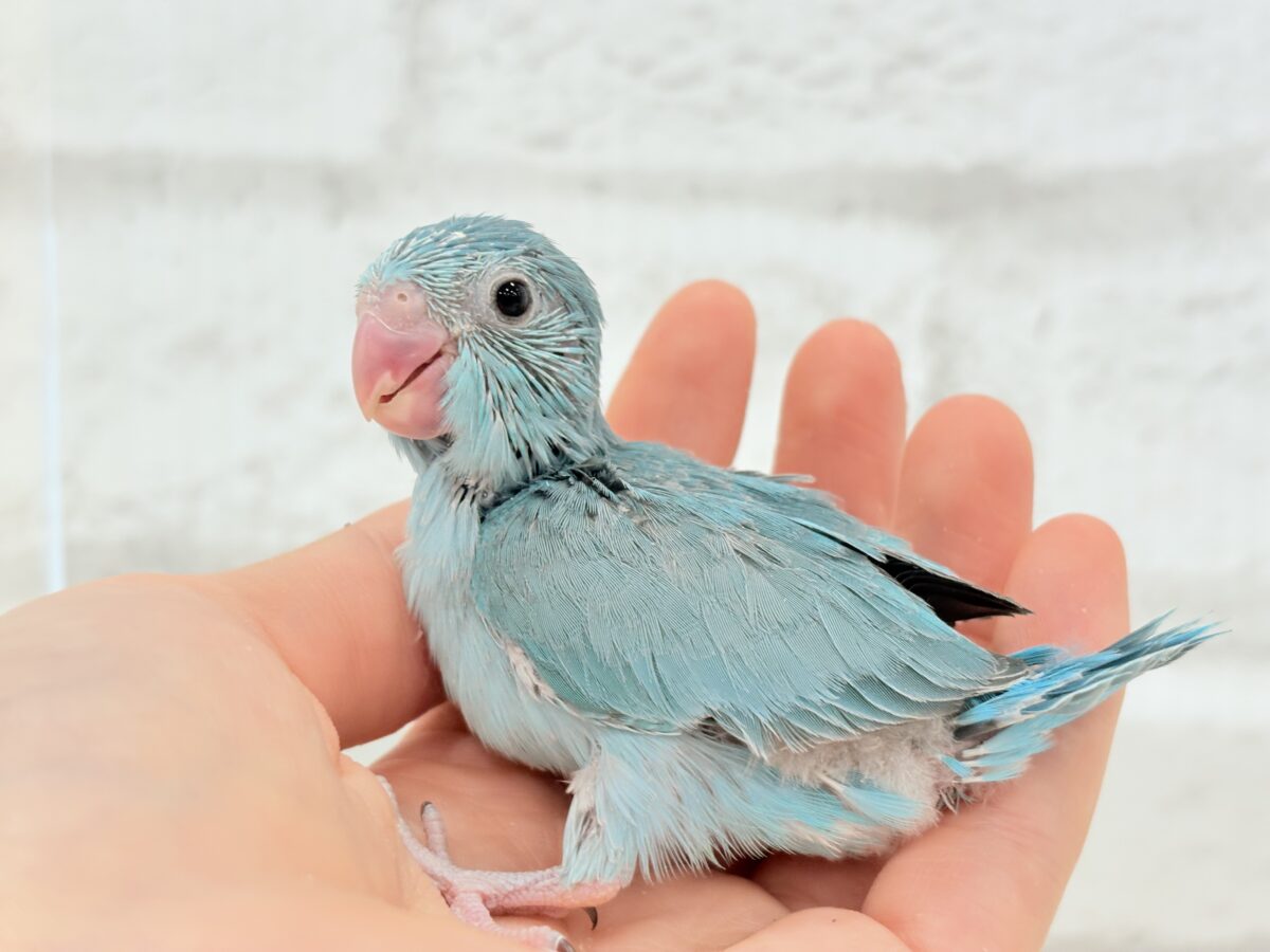 マメルリハ
