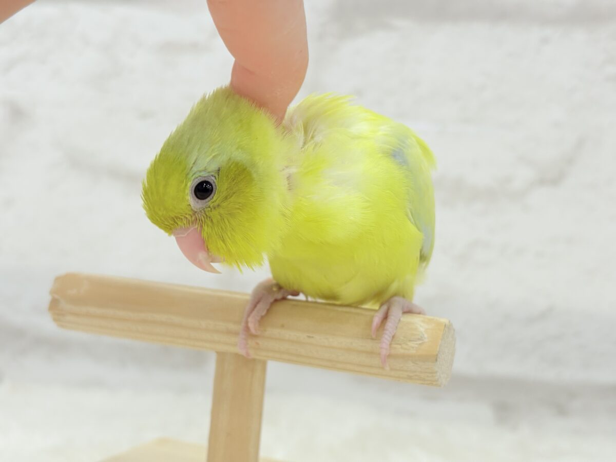 説明画像です