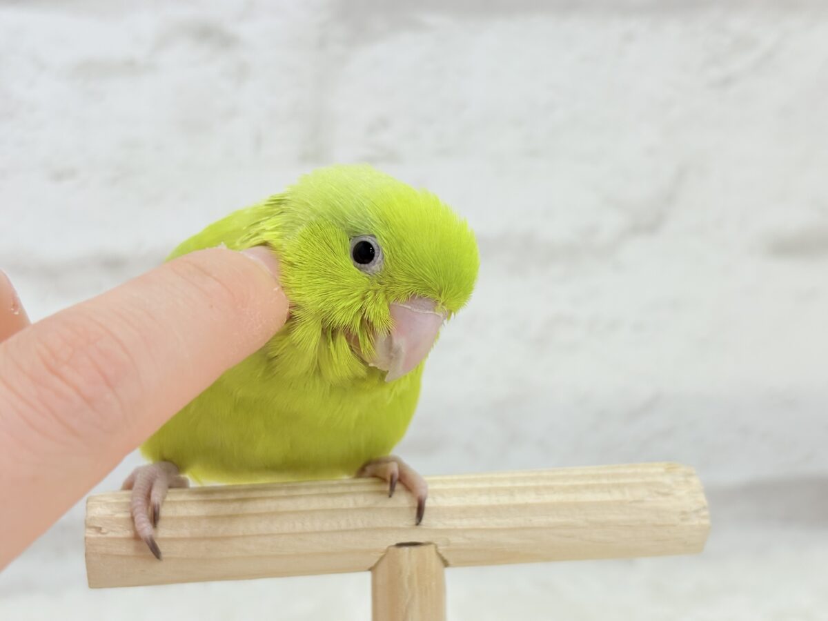 説明画像です