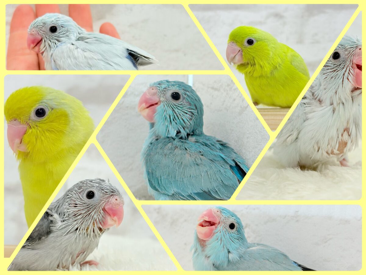 ちびっ子沼にハマりませんか！？🐣💖マメルリハフェア🍬