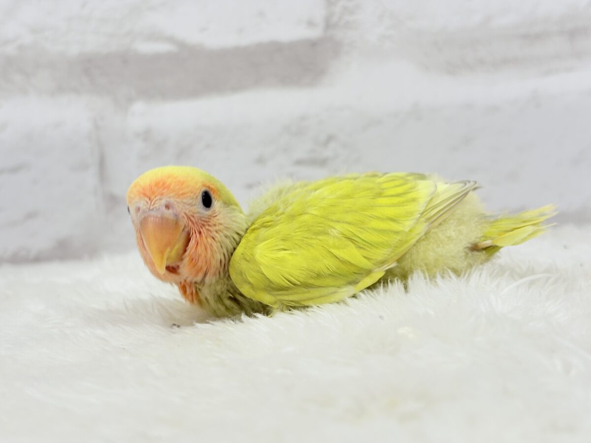 コザクラインコ（小桜インコ）