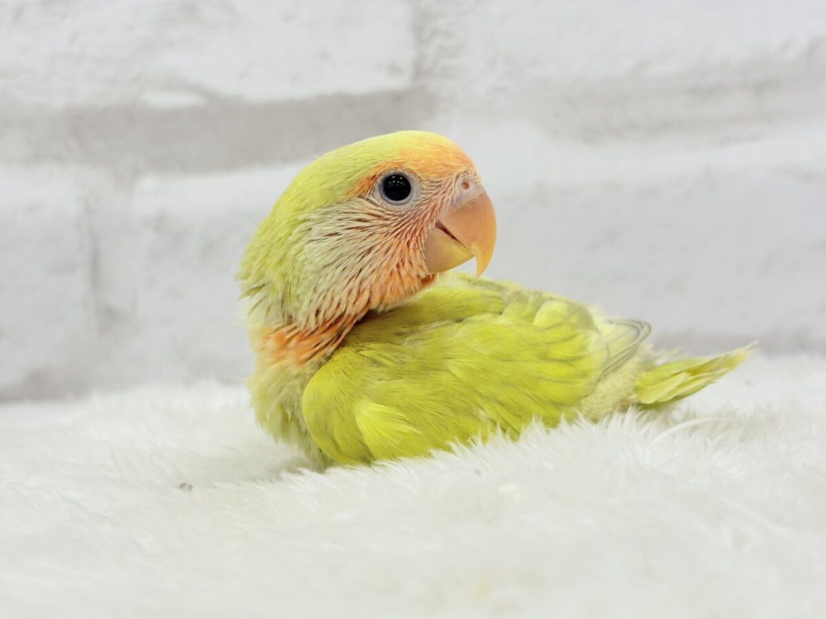 【最新画像更新🪄】わくわくの詰め合わせ🐣🎁💕コザクラインコ ヒナ コザクラインコ(小桜インコ)