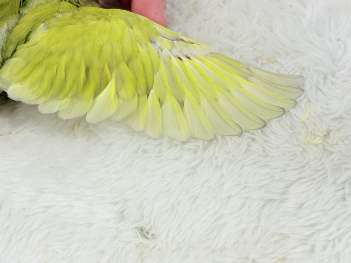 【最新画像更新🪄】わくわくの詰め合わせ🐣🎁💕コザクラインコ ヒナ コザクラインコ(小桜インコ)