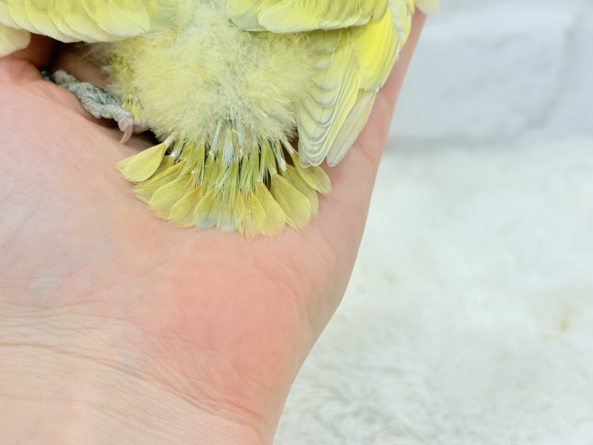コザクラインコ（小桜インコ）