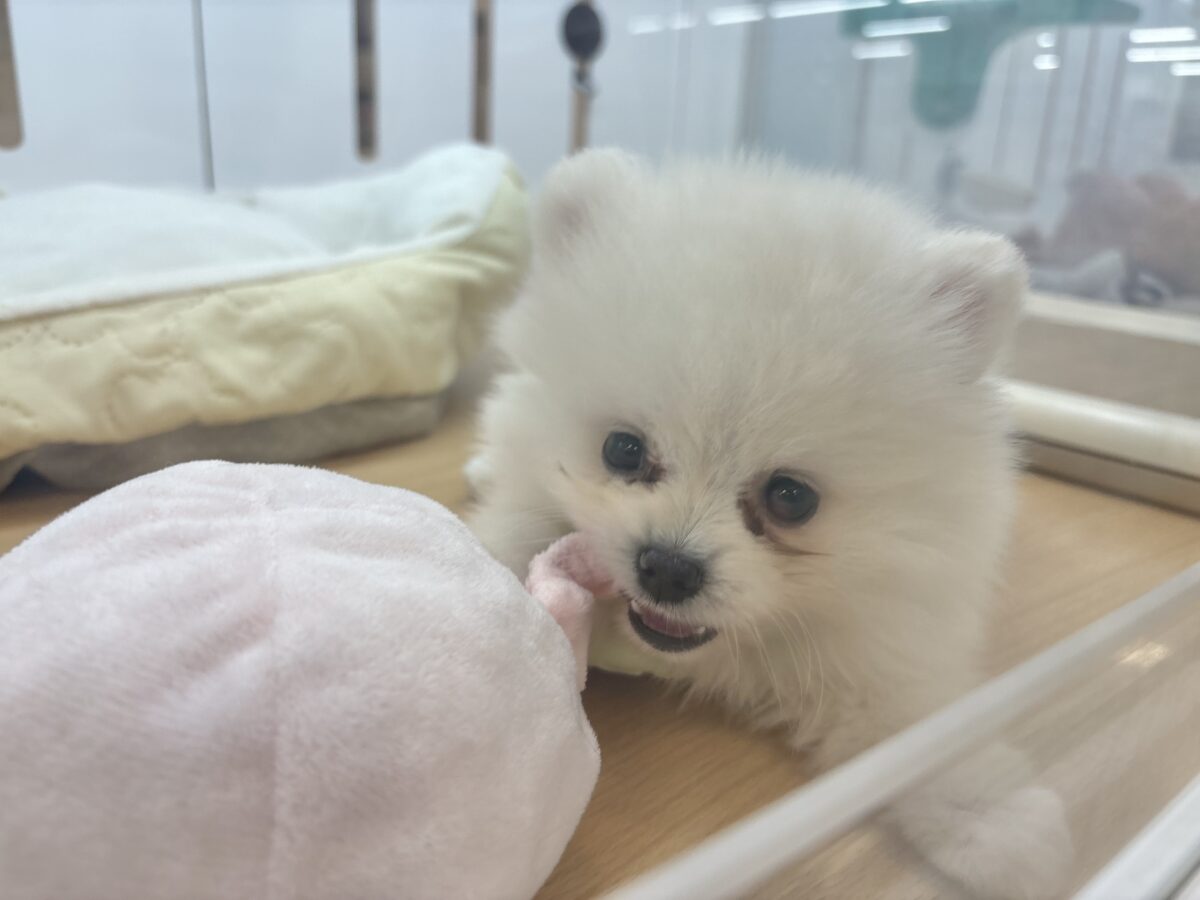 ポメラニアン