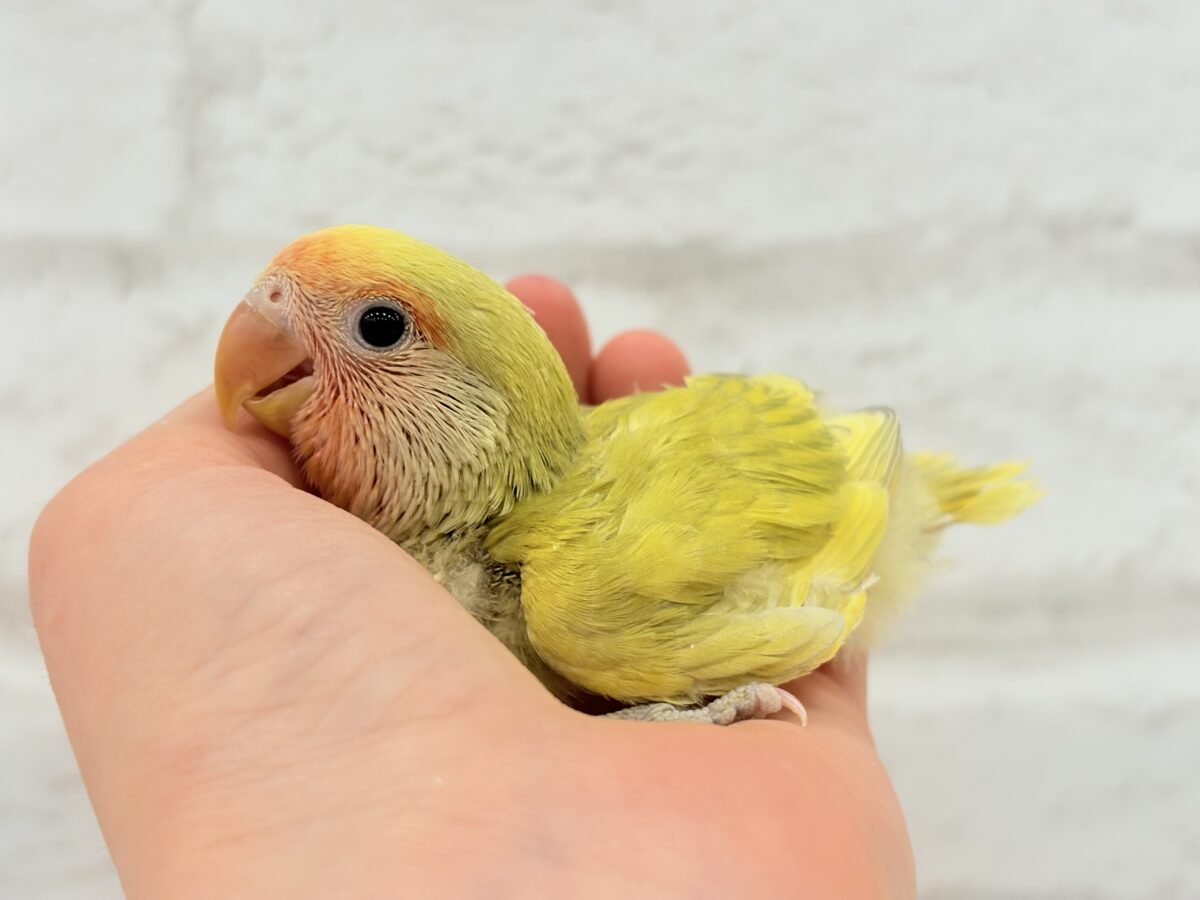 【最新画像更新🪄】わくわくの詰め合わせ🐣🎁💕コザクラインコ ヒナ コザクラインコ(小桜インコ)