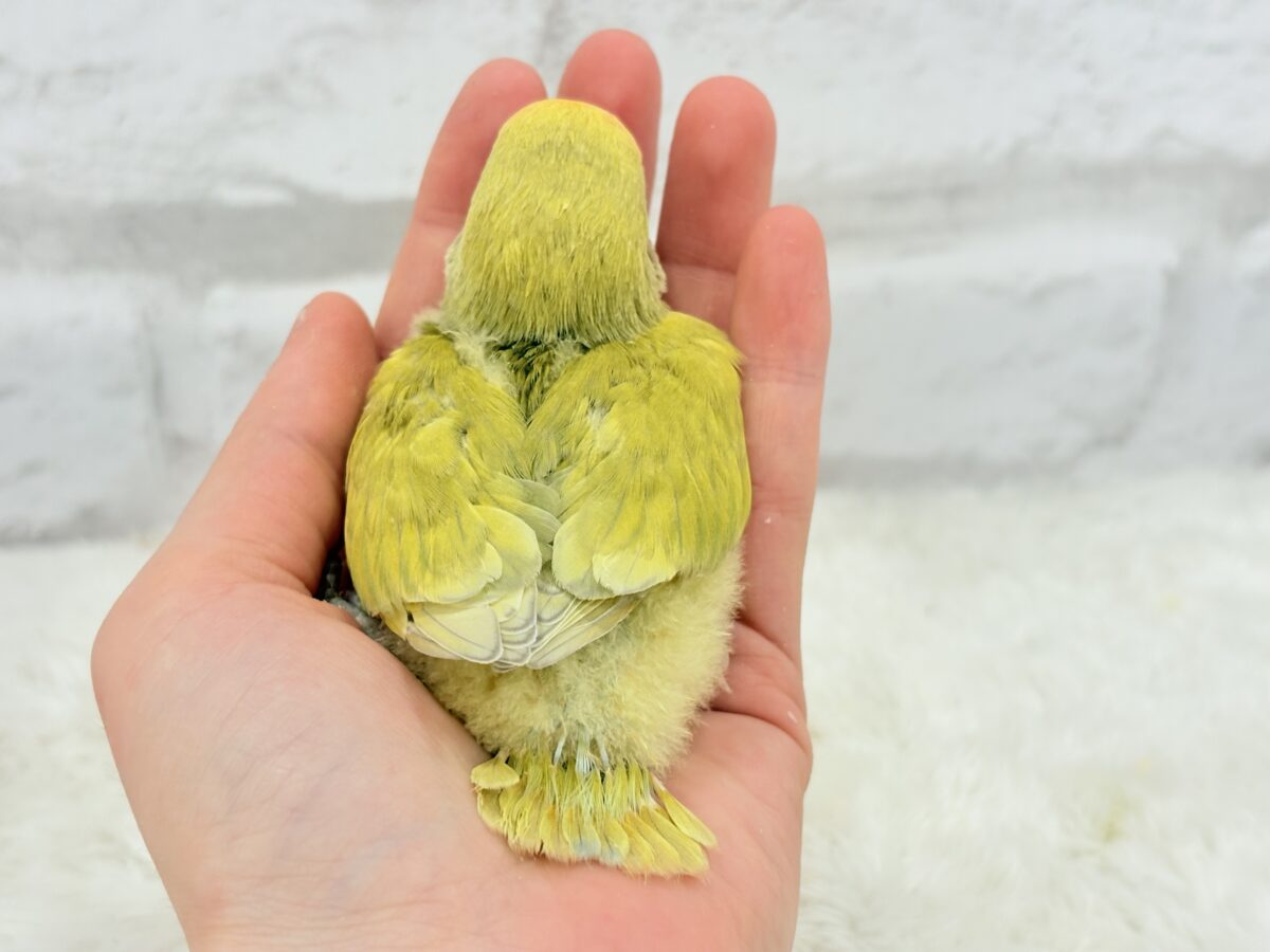 コザクラインコ（小桜インコ）