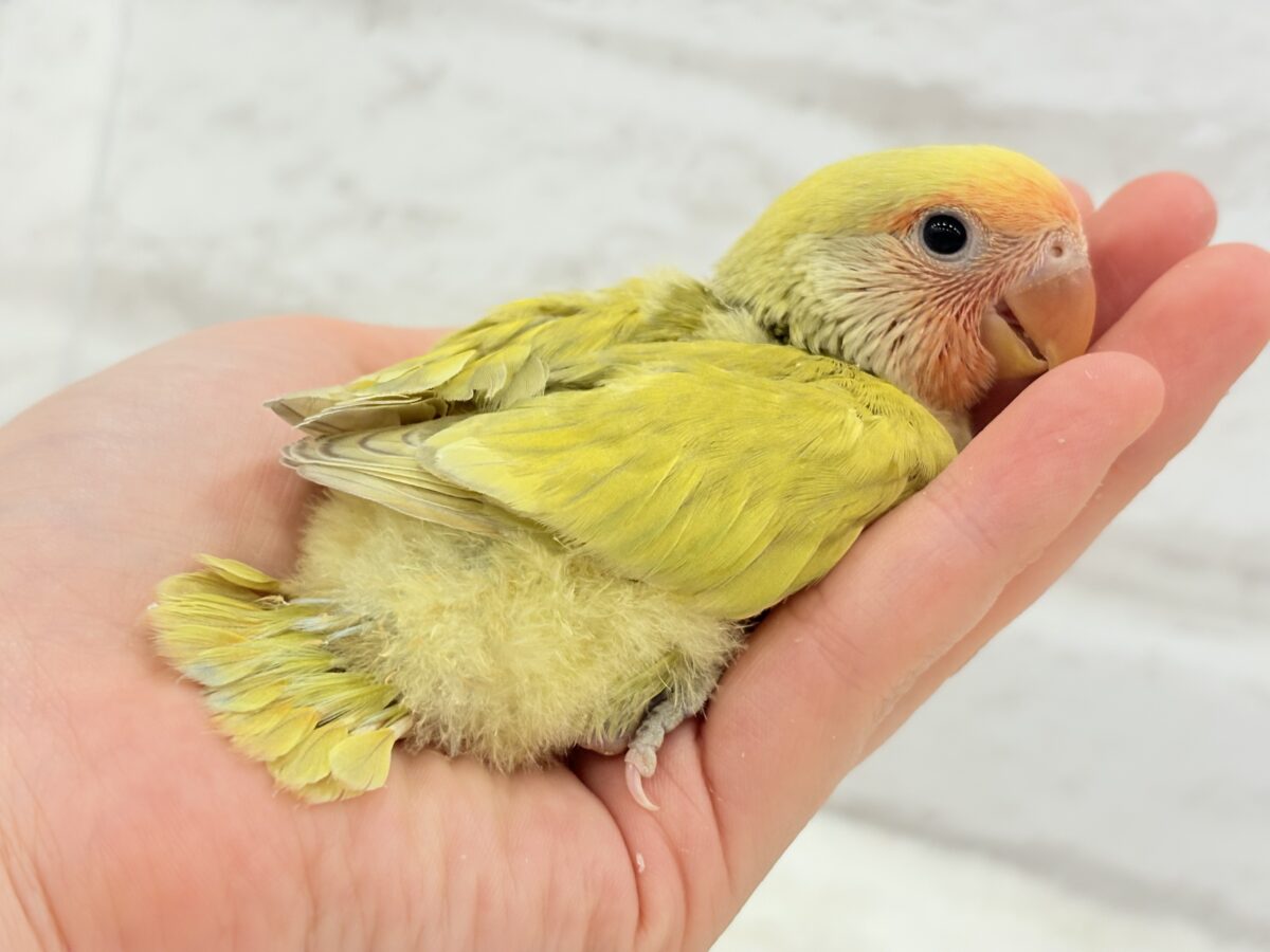 【最新画像更新🪄】わくわくの詰め合わせ🐣🎁💕コザクラインコ ヒナ コザクラインコ(小桜インコ)