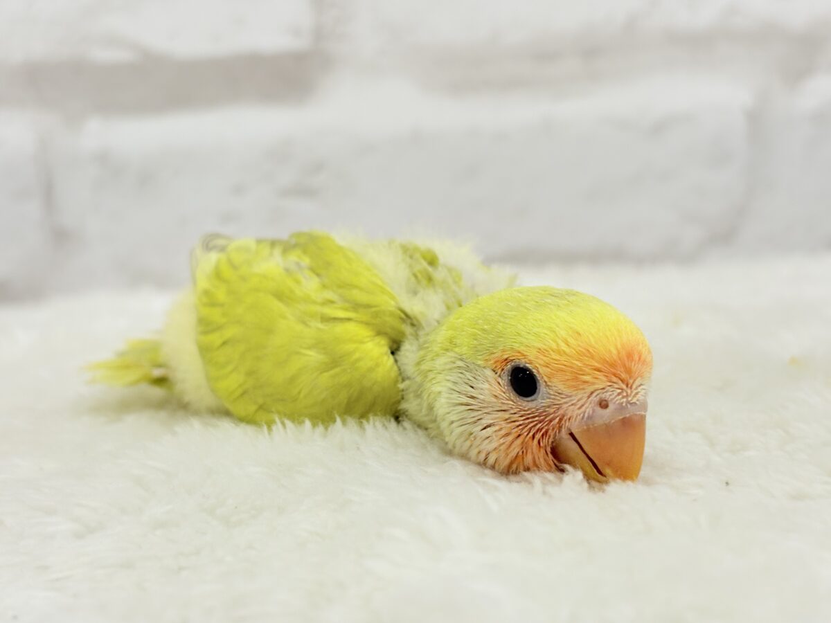 コザクラインコ（小桜インコ）