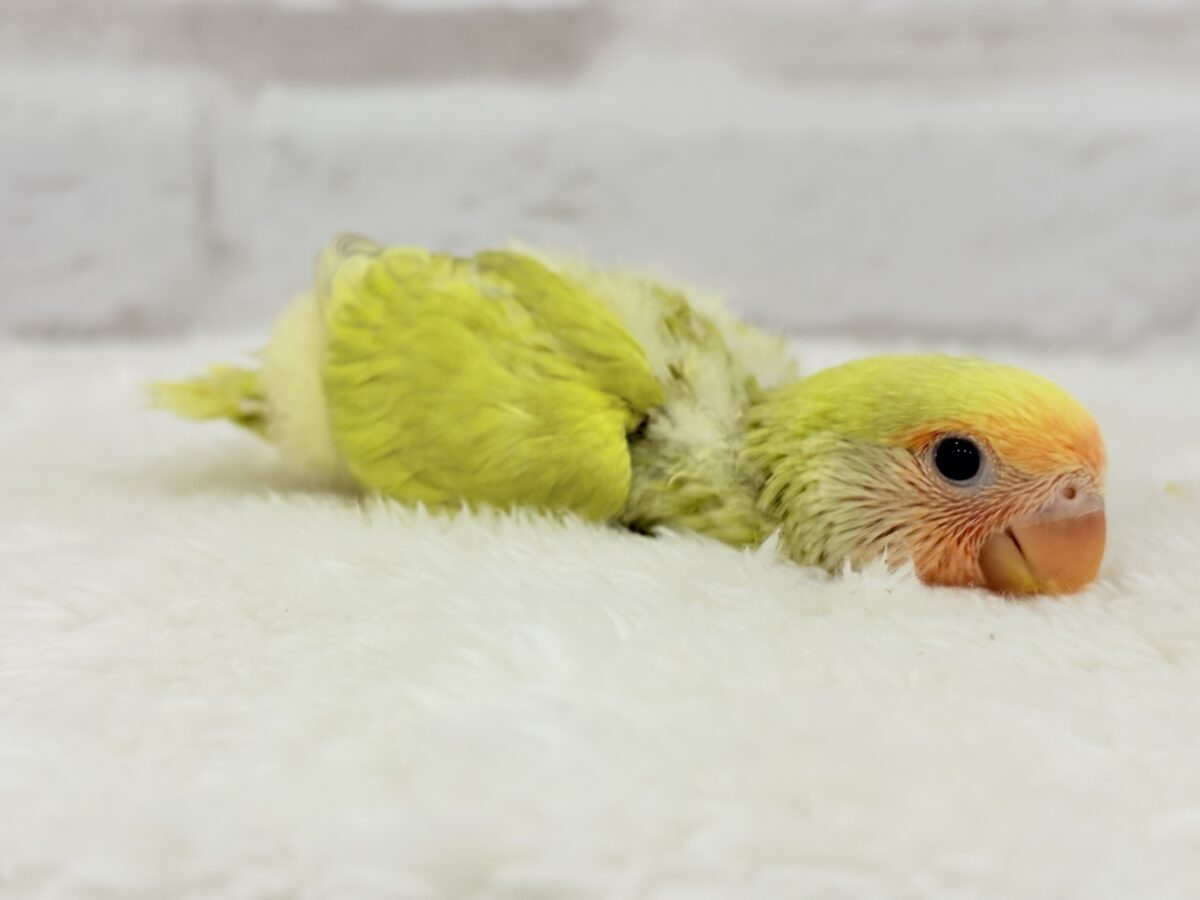 コザクラインコ（小桜インコ）