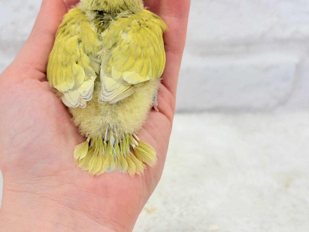 コザクラインコ（小桜インコ）