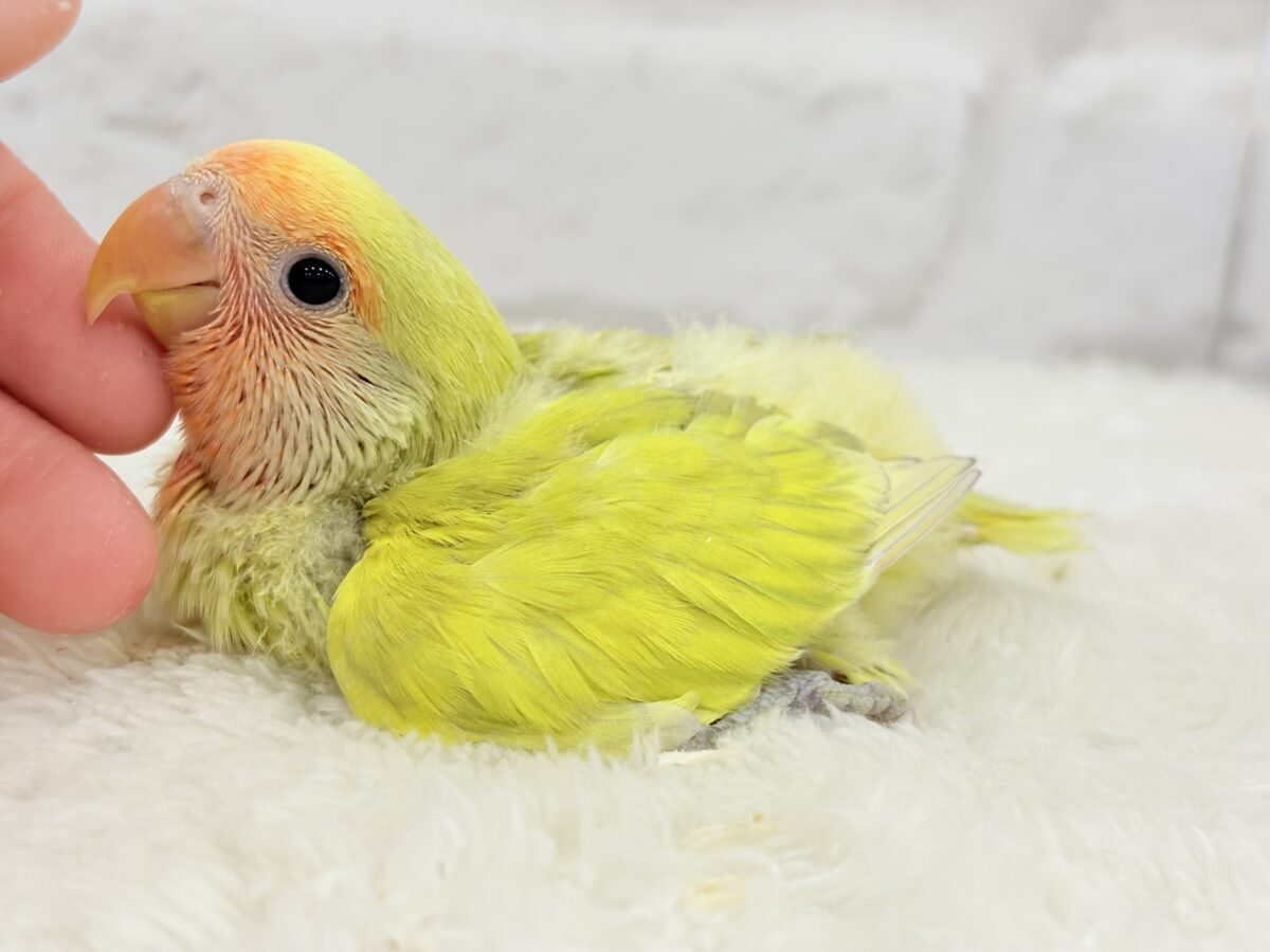 コザクラインコ（小桜インコ）