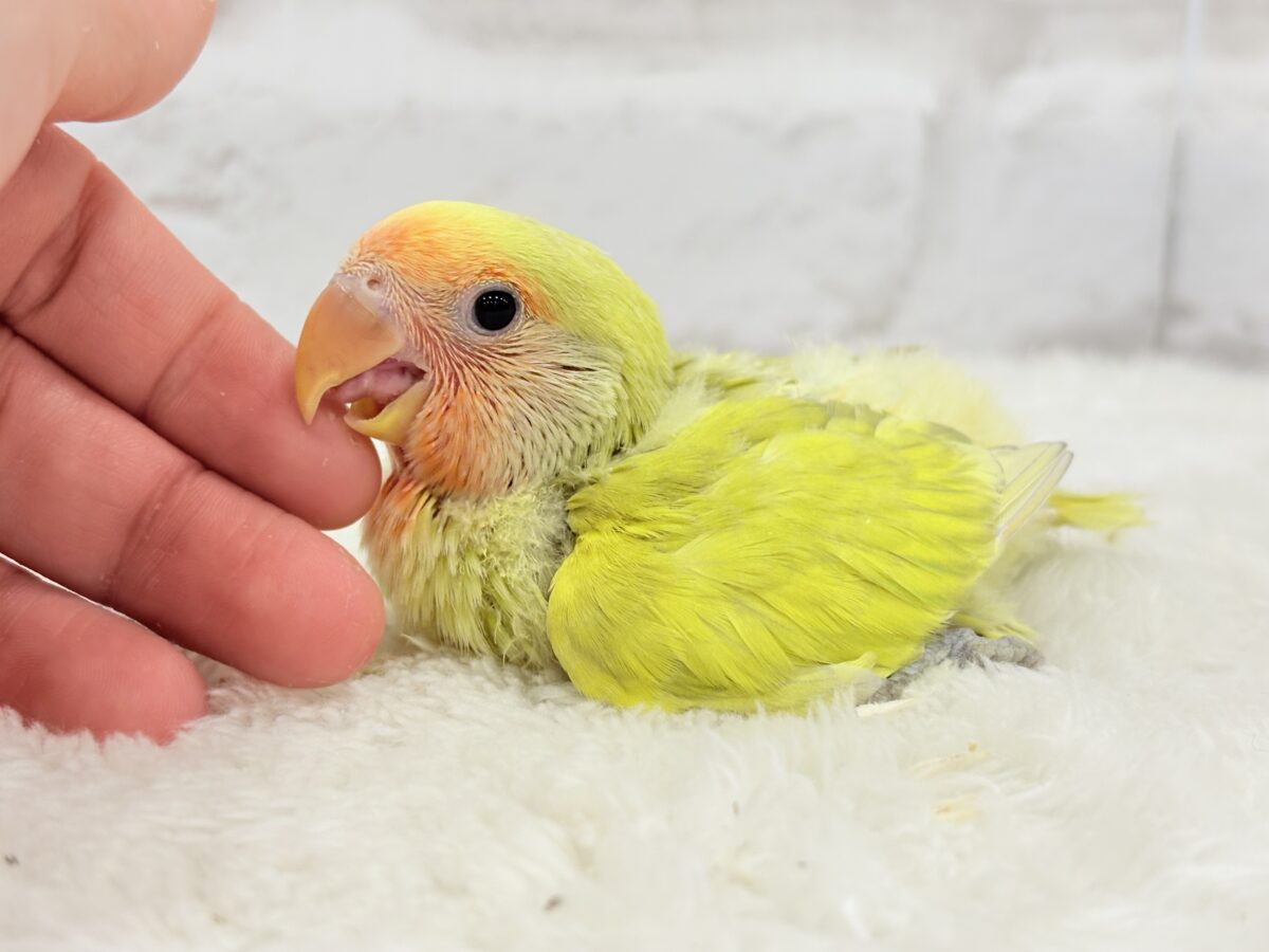 【最新画像更新🪄】わくわくの詰め合わせ🐣🎁💕コザクラインコ ヒナ コザクラインコ(小桜インコ)