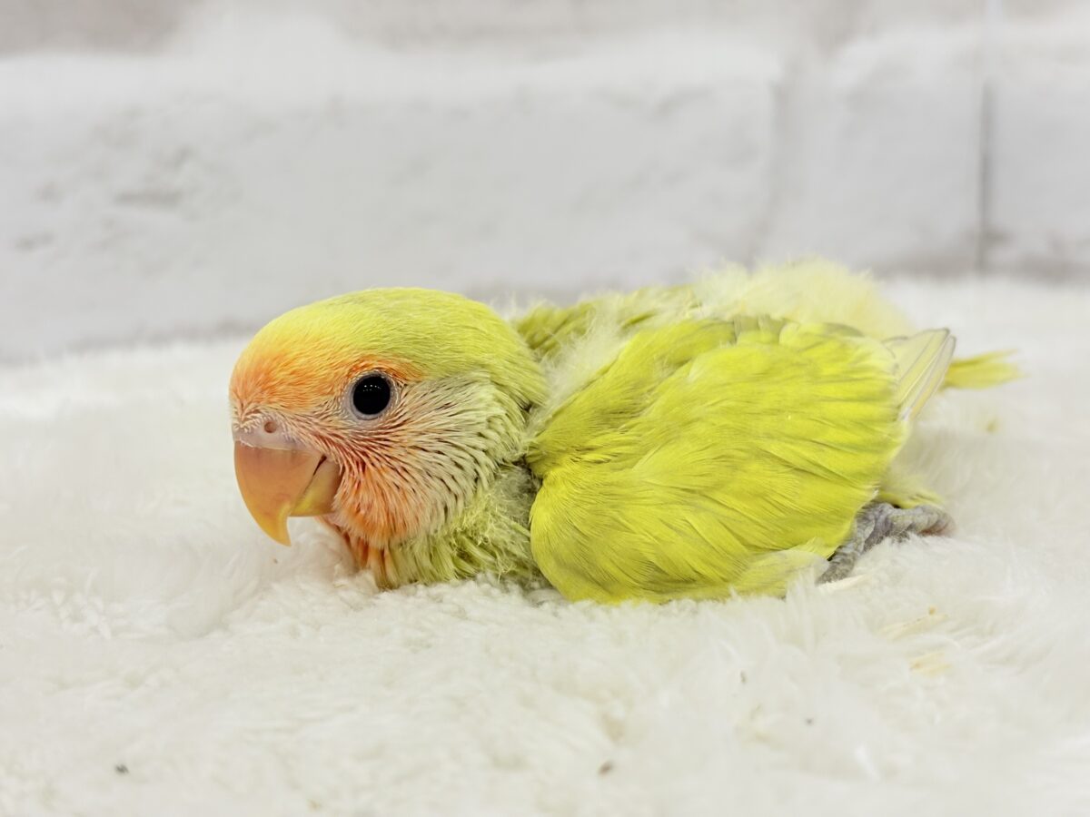 コザクラインコ（小桜インコ）