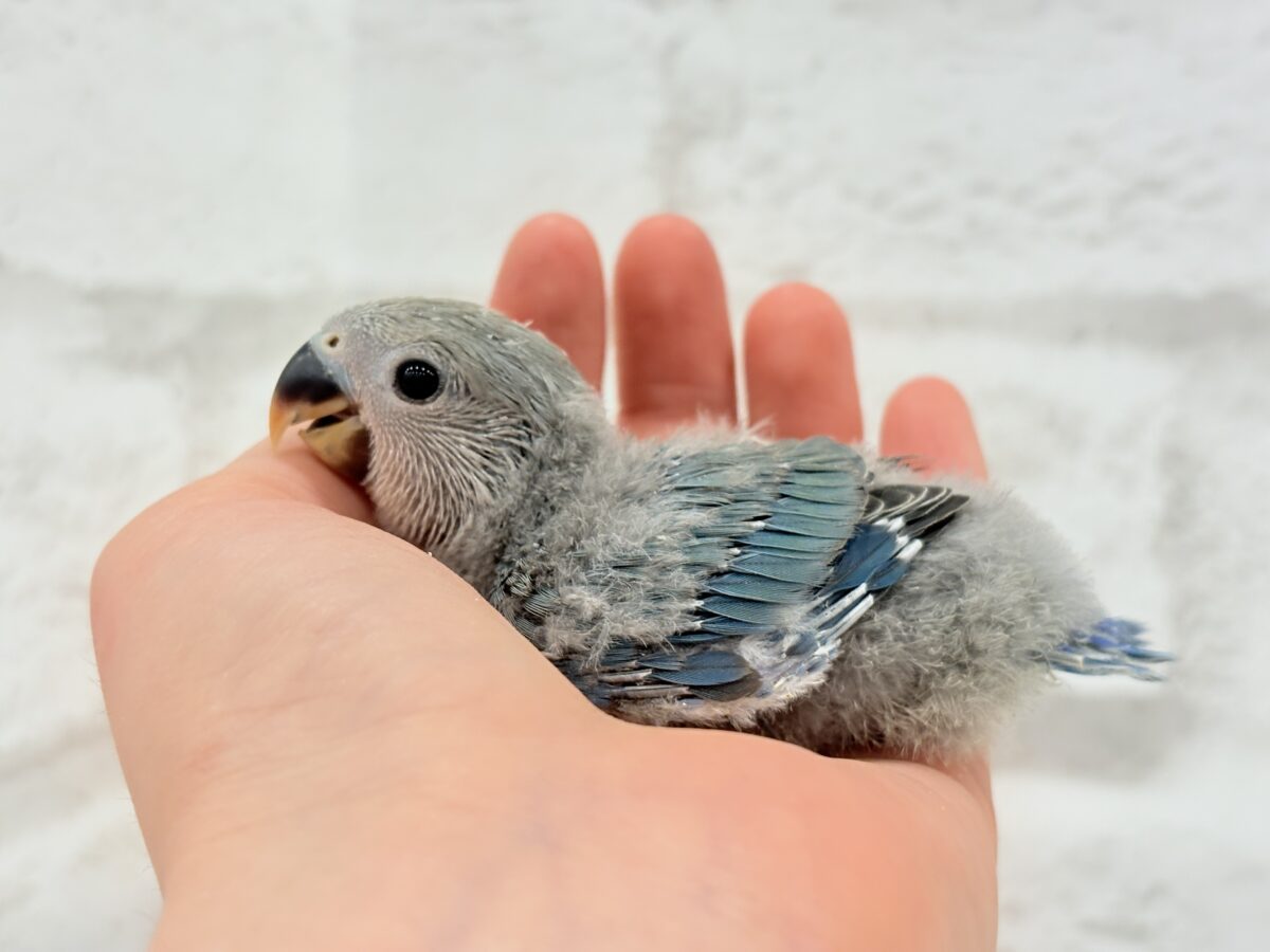 コザクラインコ（小桜インコ）