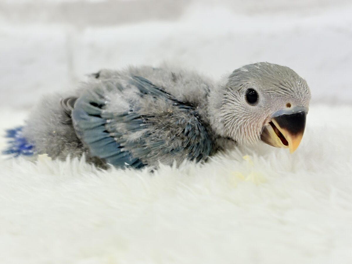 コザクラインコ（小桜インコ）