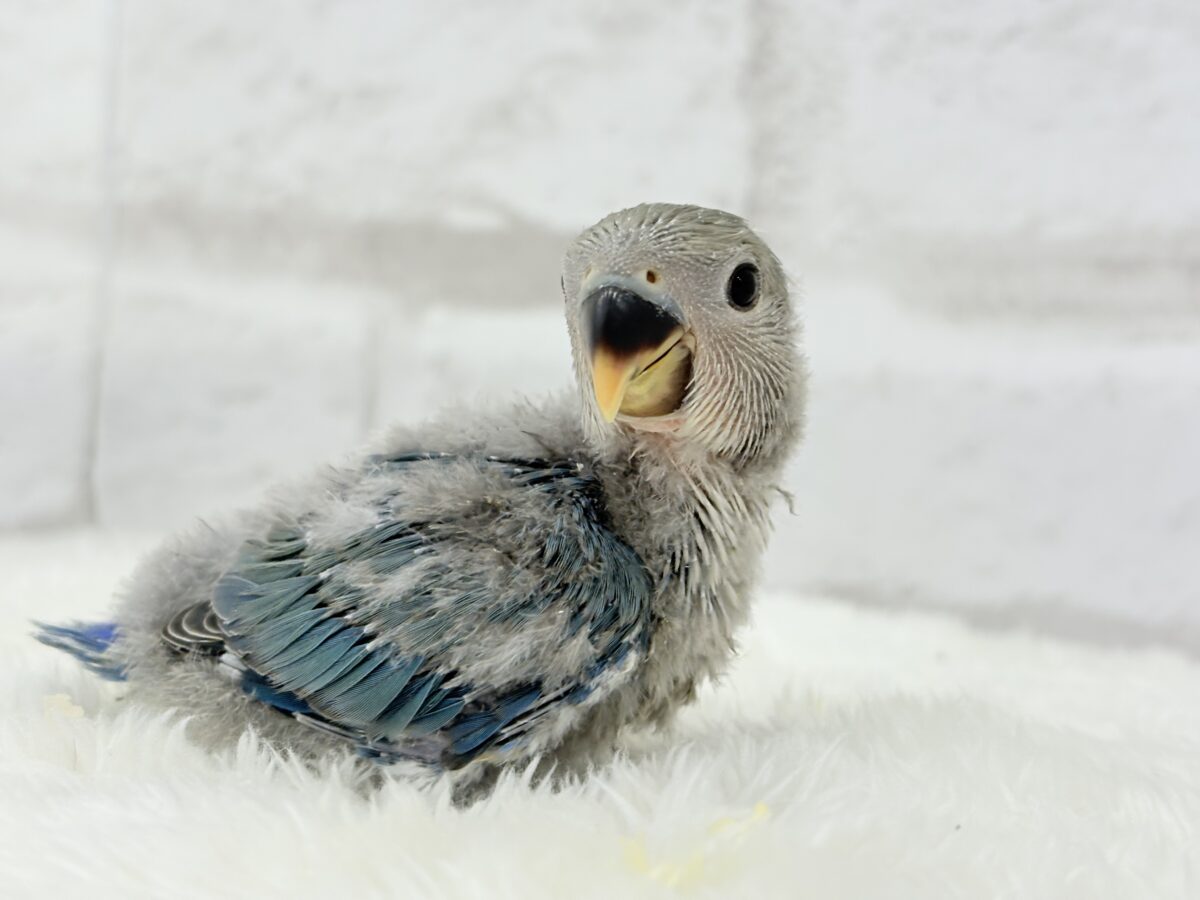 コザクラインコ（小桜インコ）