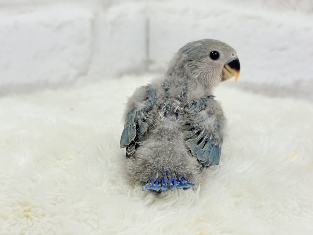 コザクラインコ（小桜インコ）