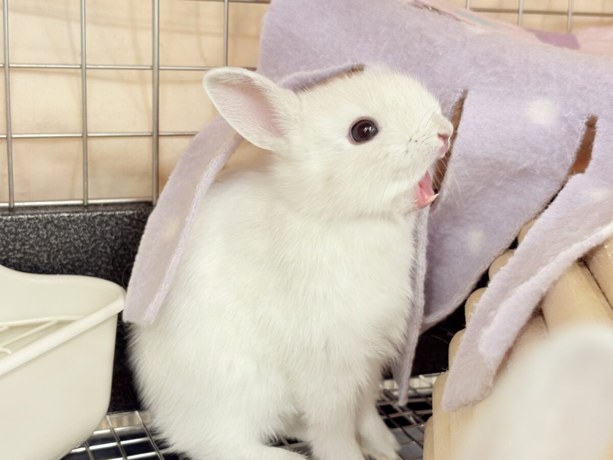 ネザーランドドワーフ